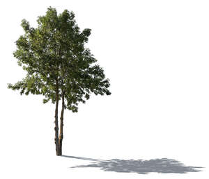 cut out backlit medium size ash tree