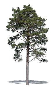 cut out tall pine tree