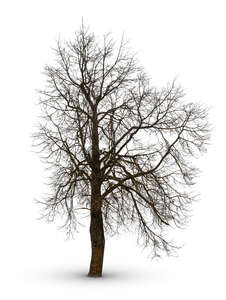 cut out bare leafless tree in ambient light