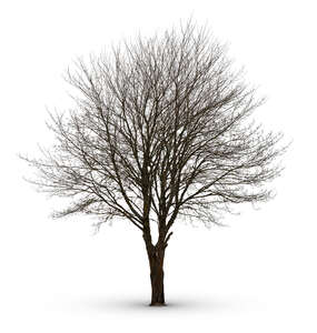 cut out large leafless tree in winter