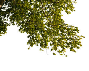 cut out branch of a maple tree