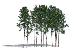 cut out group of aspen trees in sunlight