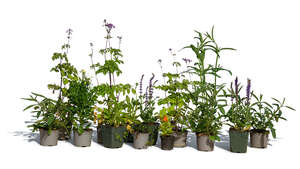 group of potted plants including Lavandula angustifolia and Verbena bonariensis