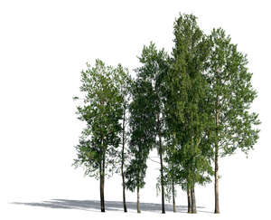 cut out group of different deciduous trees