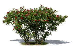 cut out blooming red rose bush