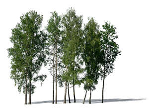 cut out group of aspen trees