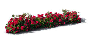 cut out blooming flowerbed with red roses