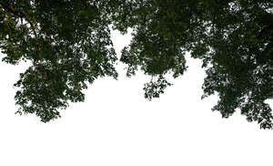 cut out backlit branch of a linden tree