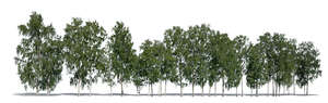 long row of cut out trees