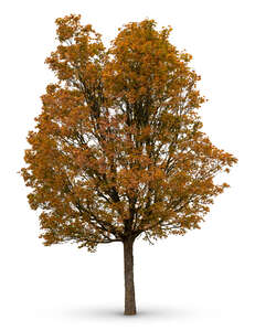 maple tree in autumn in shade