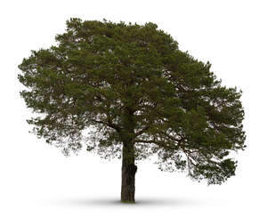 cut out large pine tree in ambient light