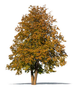 big linden tree in autumn with golden leaves