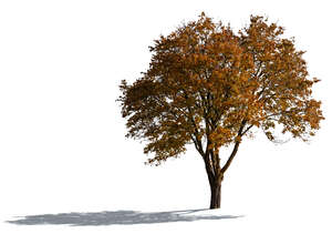 cut out backlit maple tree in autumn