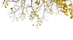 foreground minimalistic branch with some yellow leaves