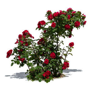 cut out blooming red rose