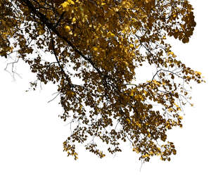 cut out branch of an elm tree in autumn