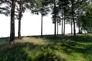 cut out group of foreground trees