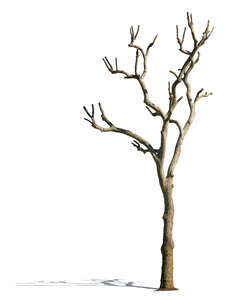 tree without leaves in sunlight