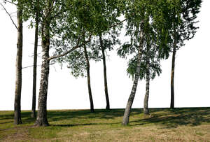 foreground with a grove of trees