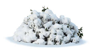 small fir trees covered with snow