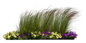 cut out flowerbed with blooming flowers and ornamental grass