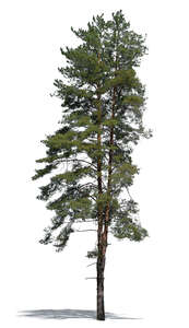 cut out nice tall pine tree