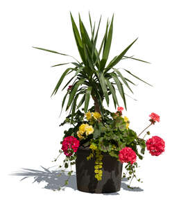 plant composition with flowers in a pot