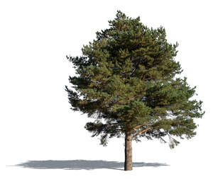 medium size thick pine tree