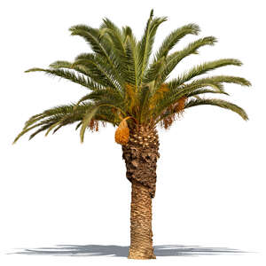 cut out palm tree in sunlight