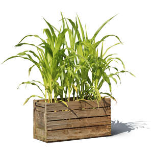 garden plant in a wooden crate