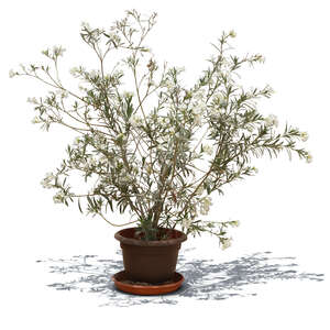 white blooming oleander in a pot