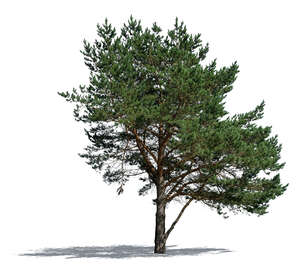 regular pine tree