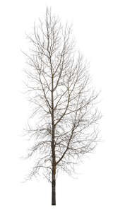 deciduous tree without leaves in winter