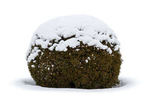 round bush in winter with a snow cap