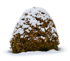 thuja bush covered with snow