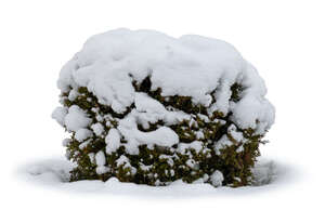 thuja bush with thick snow cap