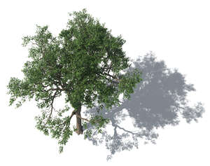 bird-eye oak tree