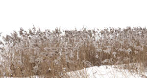 foreground tall grass in winter covered with some snow