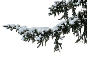 snow covered spruce branch