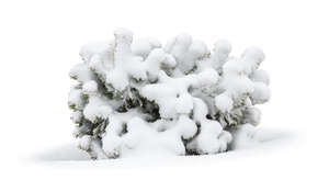 snow covered small pine bush