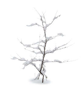 small tree with snow in winter