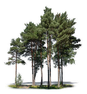 group of pine trees