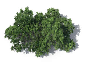 rendering of a mountain pine seen from above