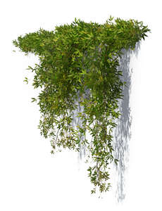 rendering of a bush of hanging vine