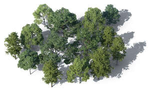rendering of a group of trees seen from higher angle