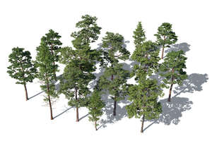 rendering of group of pine trees from above