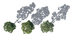 three rendered pine trees seen from above