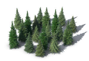 rendering of a group of spruces seen from above