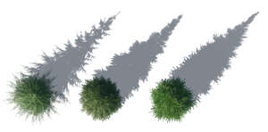 rendering of bird eye spruces