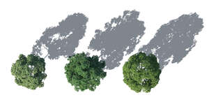 top view rendering of three trees